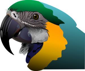 parrot, tropical, bird-2025968.jpg